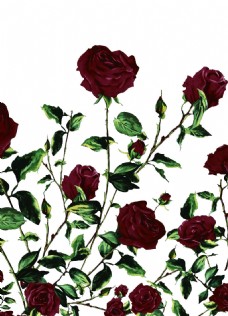 水彩玫瑰花服装图案数码印花