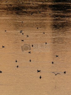 湖上游动的野鸭