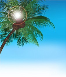 天空椰子树上的椰果矢量素材