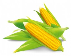 新鲜的玉米图片