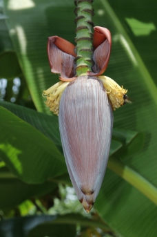 芭蕉花蕾图片