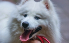 萨摩耶犬图片