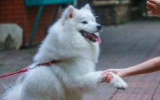 握手的萨摩耶犬图片
