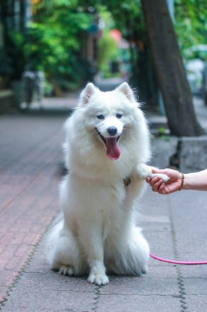 宠物狗握手的萨摩耶犬图片