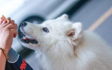 萨摩耶犬图片