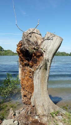 水边的枯树桩