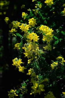 盛开的黄色花朵