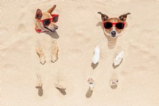 爱上沙滩上的眼镜狗