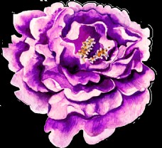 牡丹一朵紫色水彩花透明素材png
