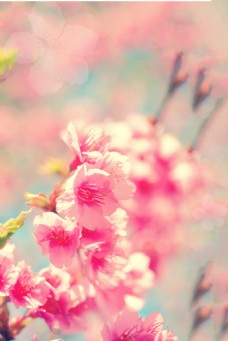 广告春天粉色花朵春季海报背景设计