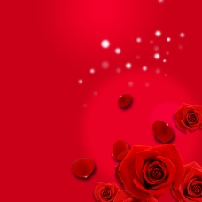 玫红色玫瑰唯美玫瑰花背景