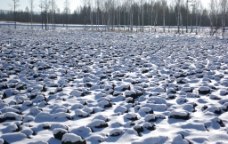 湿地冬雪图片