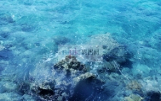 清澈海水珊瑚礁图片