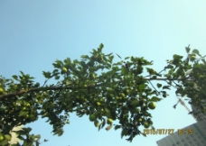 果树图片