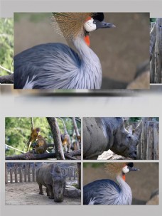 鸟类动物动物园鸟类犀牛猴子等视频素材