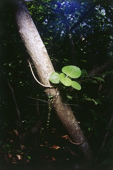 大自然树干上的蜻蜓