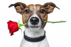 宠物狗嘴含着玫瑰的小狗