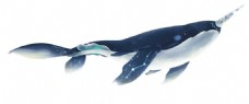 卡通手绘蓝色鲸鱼插画元素