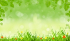 绿色叶子花草绿叶春天气息背景高清图片