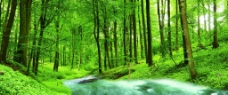 森林 流水图片