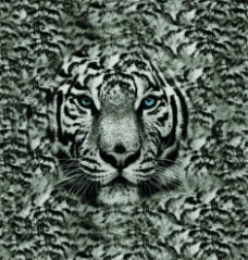 老虎头 灰色图片