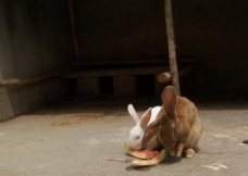 吃西瓜的兔子图片