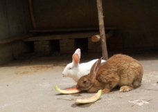 吃西瓜的兔子图片