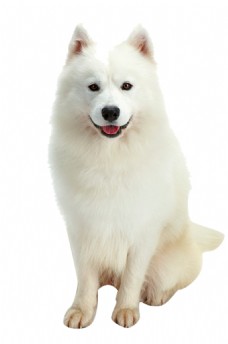 宠物狗可爱白色萨摩耶微笑天使产品实物