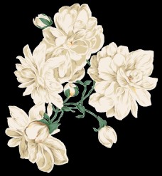 唯美白色花朵装饰元素