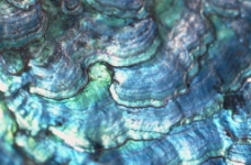 蓝色贝壳鳞片形状石头