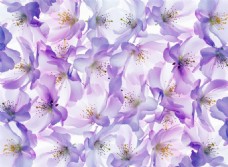 神秘浪漫紫色花朵壁纸图案