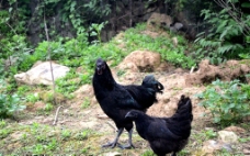 黑鸡 旧院黑鸡图片
