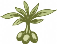 免抠橄榄树素材