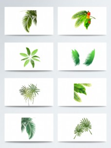 质感椰子树叶PNG素材图