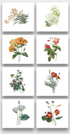 装饰水彩花卉Png图案