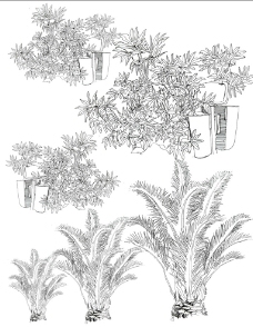 植物手绘图片
