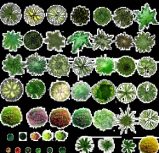 总平面植物图例图片