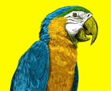 彩绘鹦鹉图片