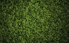 绿色的草地摄影图片