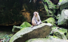 乱石上的猴子图片