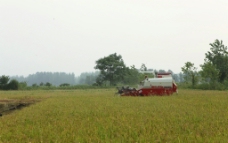 水稻收割机图片