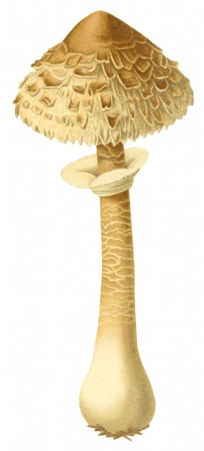 手绘成熟的野生蘑菇透明装饰素材