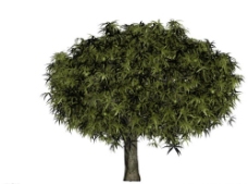 树木果树3D模型图片