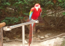 老虎滩红鹦鹉图片