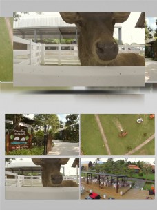 实物风景农庄公园动物风景实拍视频素材