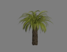 热带树模型图片
