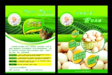 鸡蛋宣传页图片