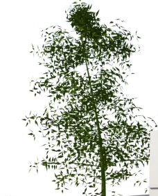 su植物素材包 skp格式图片