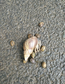 大蜗牛 山螺图片