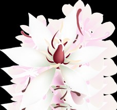 粉白花瓣透明装饰素材